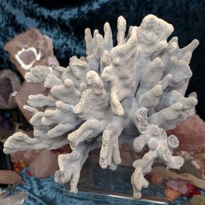 5lbs Blue Ridge Coral | Heliopora Coerula |Natural Fossilized Specimen | 13"x13"